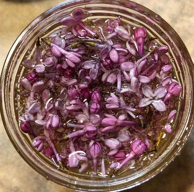 HERB FOCUS: LILAC BLOSSOMS