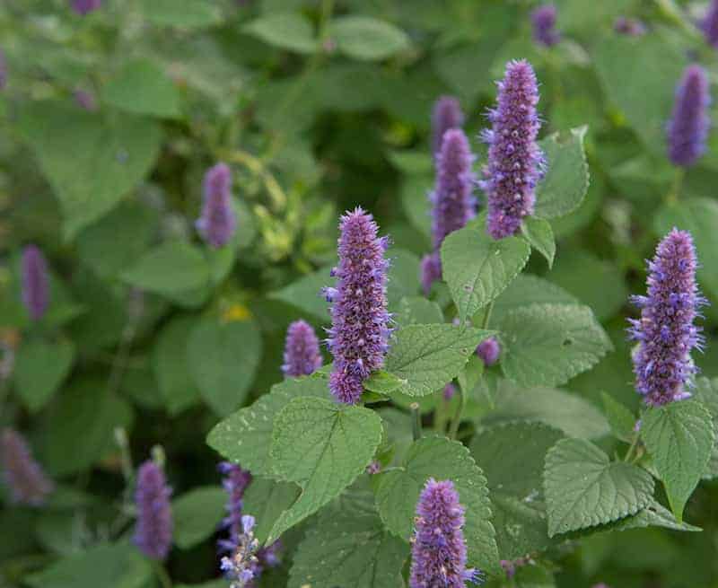 HERB FOCUS : Anise Hyssop