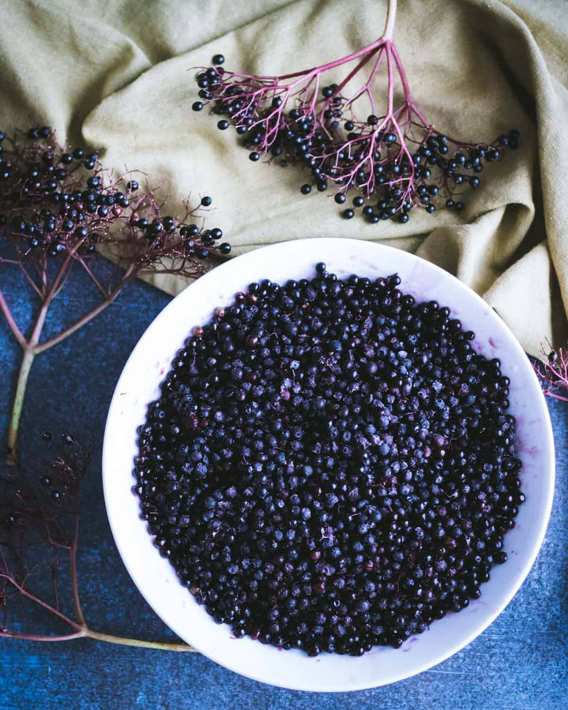 HERB FOCUS: Elderberry