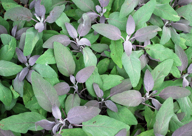 HERB FOCUS: Culinary Sage